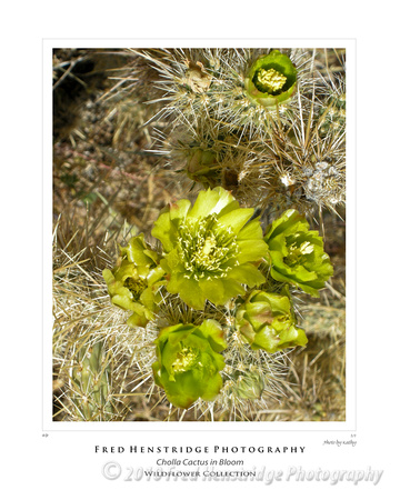 Cholla Cactus, California Desert