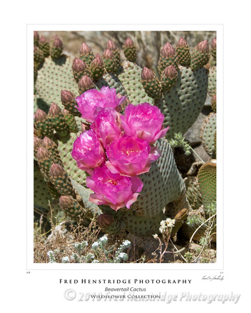 Beavertail Cactus, California Desert