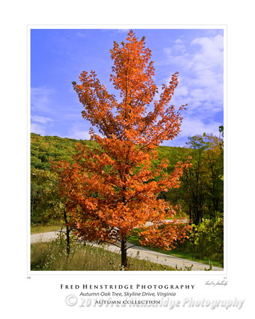 Autumn in the Shenandoah, VIrginia