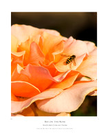 Bee on the Rose