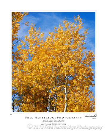 Birch Trees in Autumn, Arizona