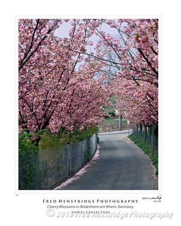 Cherry Blossoms in the Rheingau