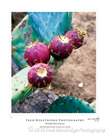 Pricly Pear Cactus, California