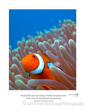 Clown Fish and Cora, Great Barrier Reef