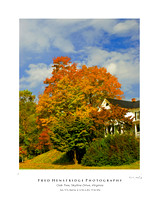 Oak Tree-Skyline Drive, Virginia