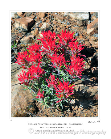 FHP_8139_Indian Paintbrush_16x20 Poster