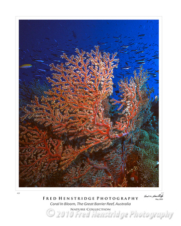 Coral in BLoom, Great Barrier Reef