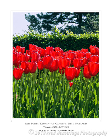 Red Tulips at Keukenhof, Holland