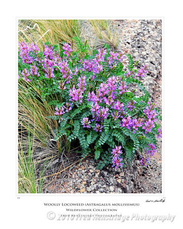 FHP_8019_Woolly Locoweed_16x20 Poster