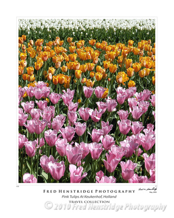 Pink Tulips, Keukenhof Gardens, Holland