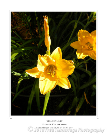 Yellow Lilly