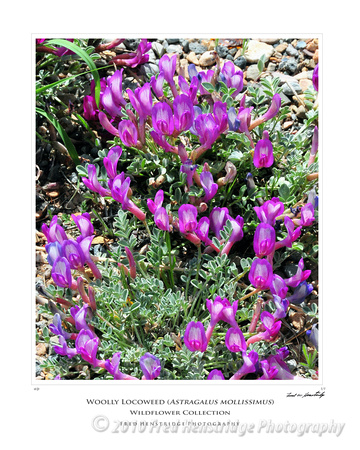 FHP_8184_Woolly Locoweed_16x20 Poster