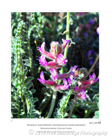 FHP_8108_Woolly Locoweed_16x20 Poster
