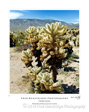 Chollo Cactus, California Desert