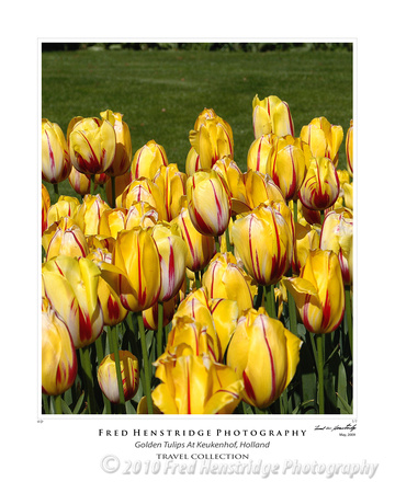 Golden Tulips, Keukenhof Gardens, Holland