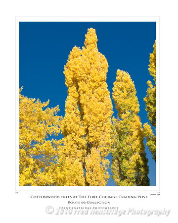 FHP6515_Cottonwood Trees_16x20 Poster