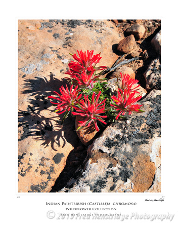 FHP_8149_Indian Paintbrush_16x20 Poster
