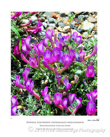 FHP_8185_Woolly Locoweed_16x20 Poster