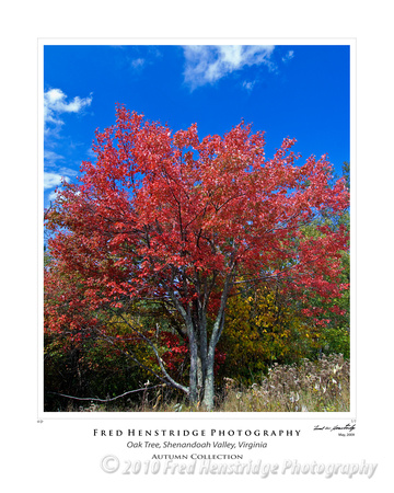 Oak Tree in Shenandoah Valley, Virginia