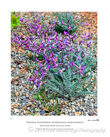 FHP_8050_Woolly Locoweed_16x20 Poster