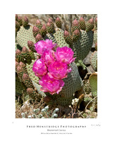 Beavertail Cactus, California Desert