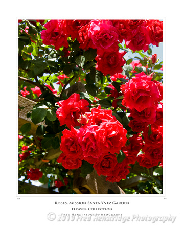 Roses, Mission Santa Ynez