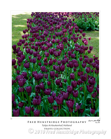 Tulips, Keukenhof Gardens, Holland