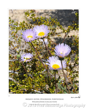 FHP_7940_Mojave Aster_16x20 Poster