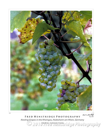 Riesling Grapes