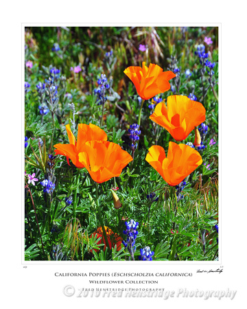 FXP_2343_California Poppies_16x20 Poster