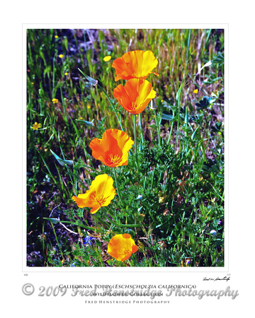 FXP_2172_California Poppies_16x20 Poster