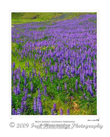 FXP_2173_Blue Lupine_16x20 Poster