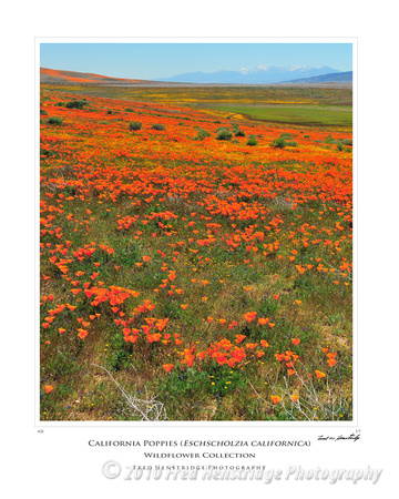 FHP_7883_California Poppies_16x20 Poster