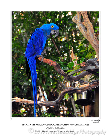 FHP_8343_Hyacinth Macaw_16x20 Poster