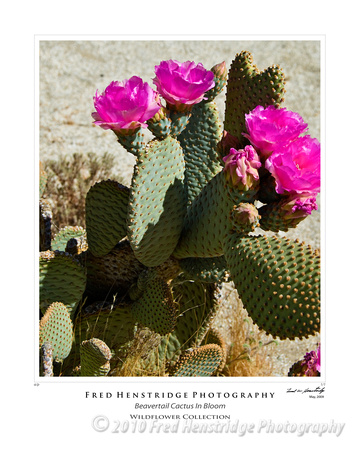 Beavertail Cactus in Bloom, California Desert