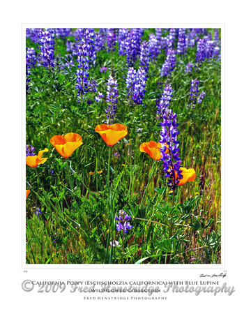 FXP_2170_Poppy and Lupine_16x20 Poster