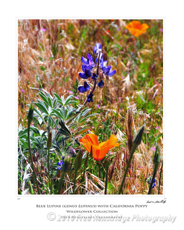 FHP_7846_Blue Lupine and Poppy_16x20 Poster