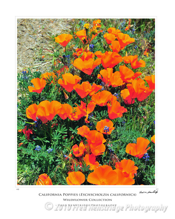 FHP_7919_California Poppies_16x20 Poster